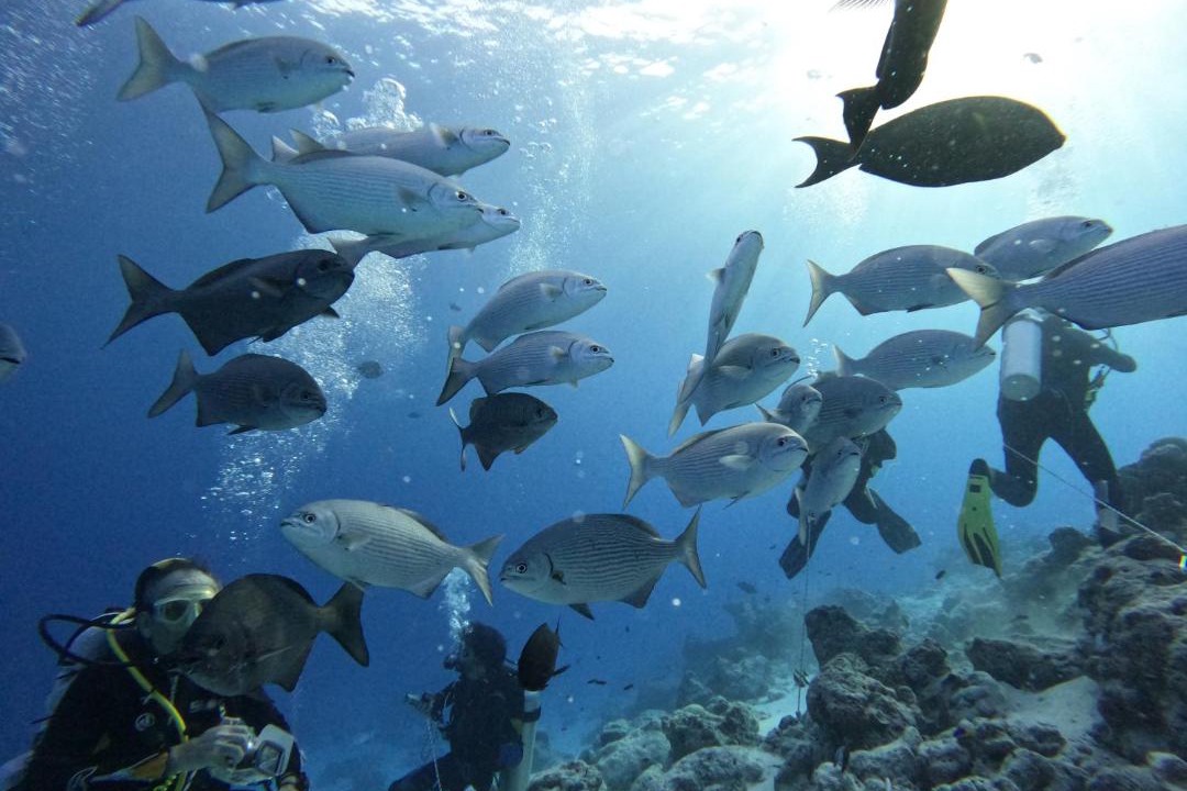 Photo of Others in Fenfushi