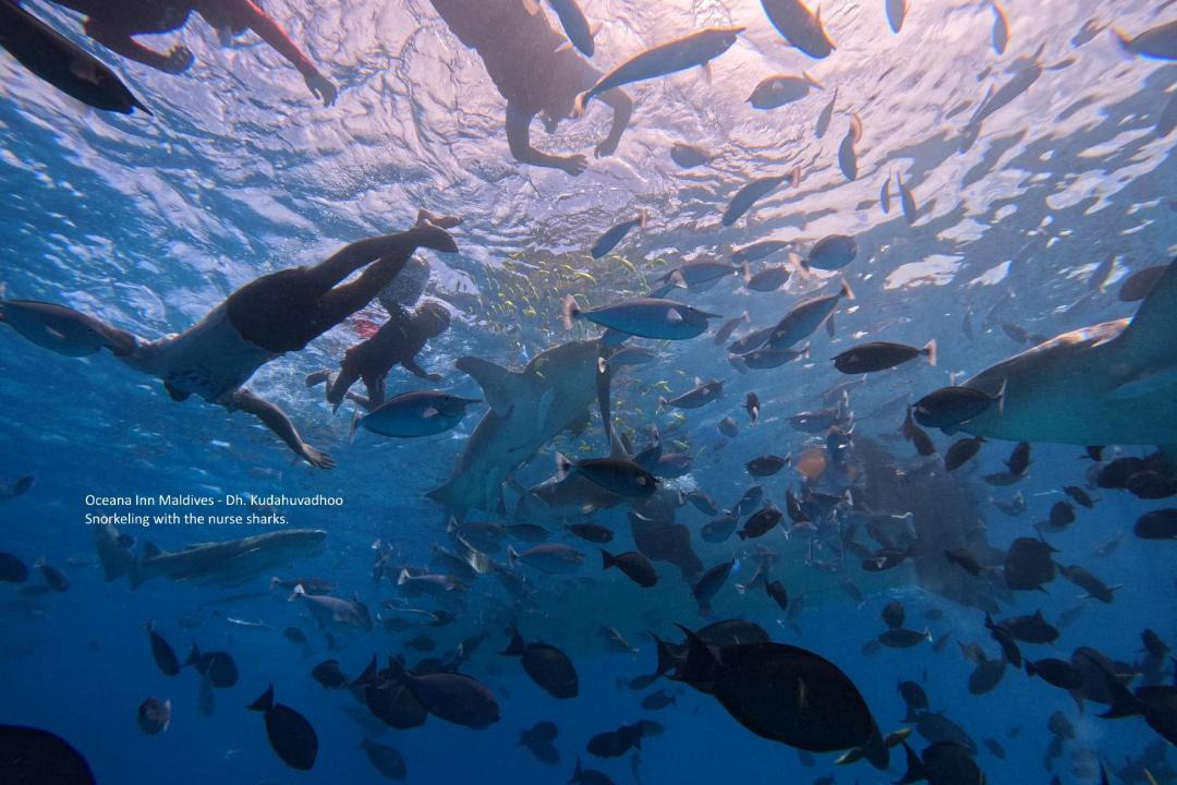 Photo of Others in Kudahuvadhoo