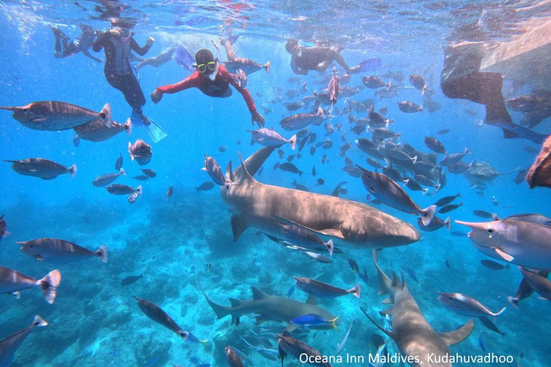 Photo of Others in Kudahuvadhoo