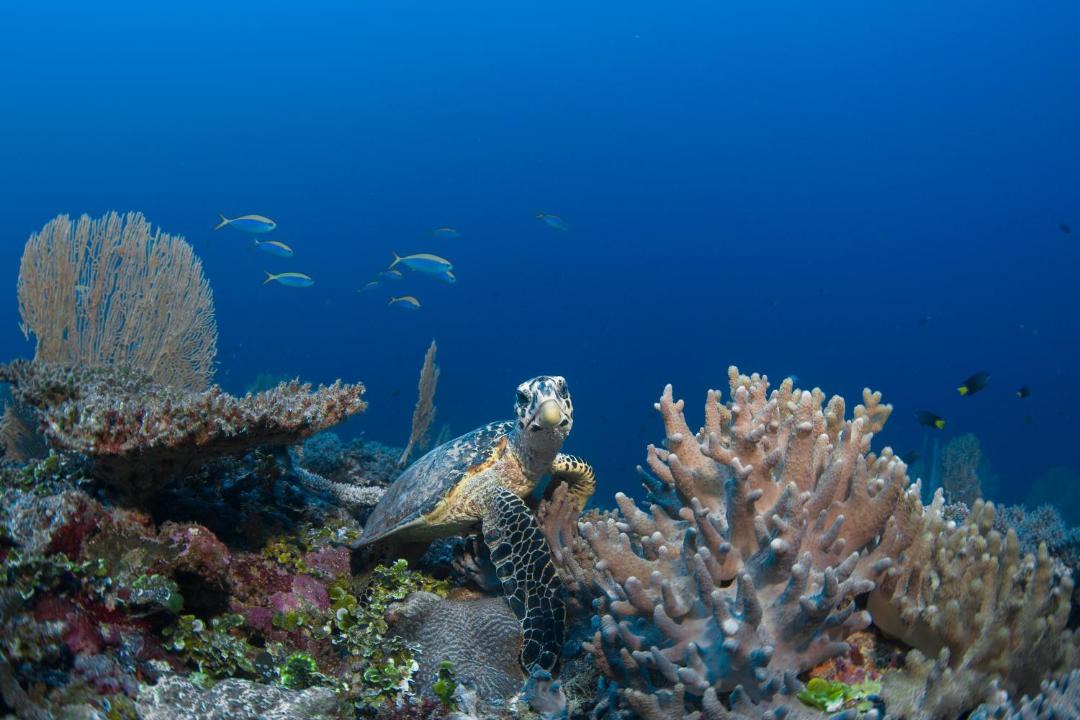 Photo of Others in Olhuveli