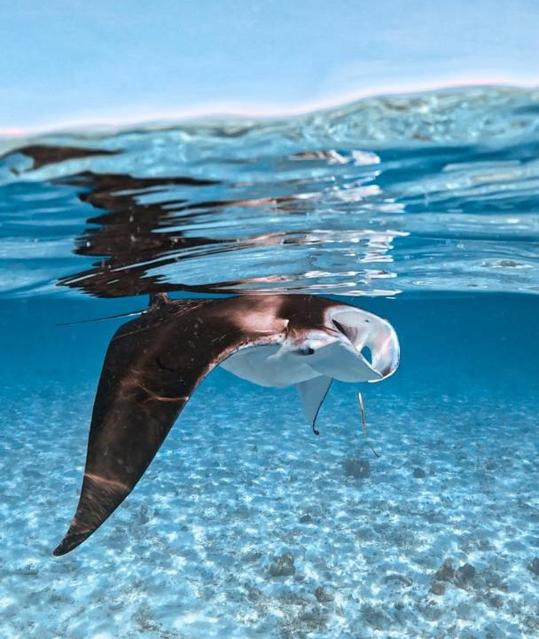 Photo of Others in Dhigurah