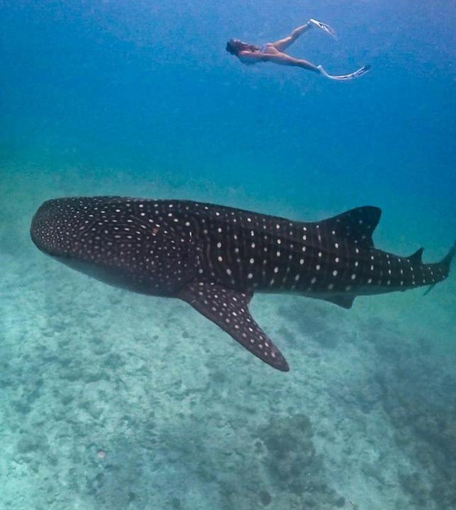 Photo of Others in Dhigurah