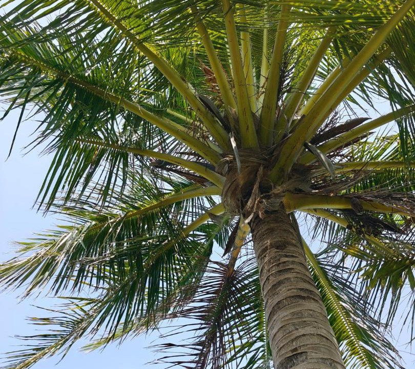 Photo of Others in Mahibadhoo