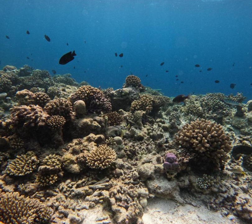 Photo of Others in Mahibadhoo