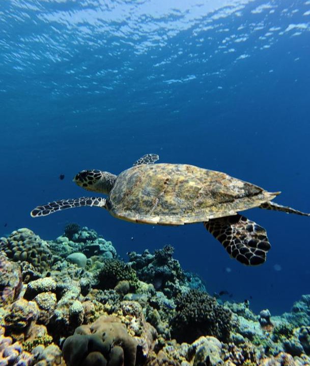 Photo of Others in Fulhadhoo