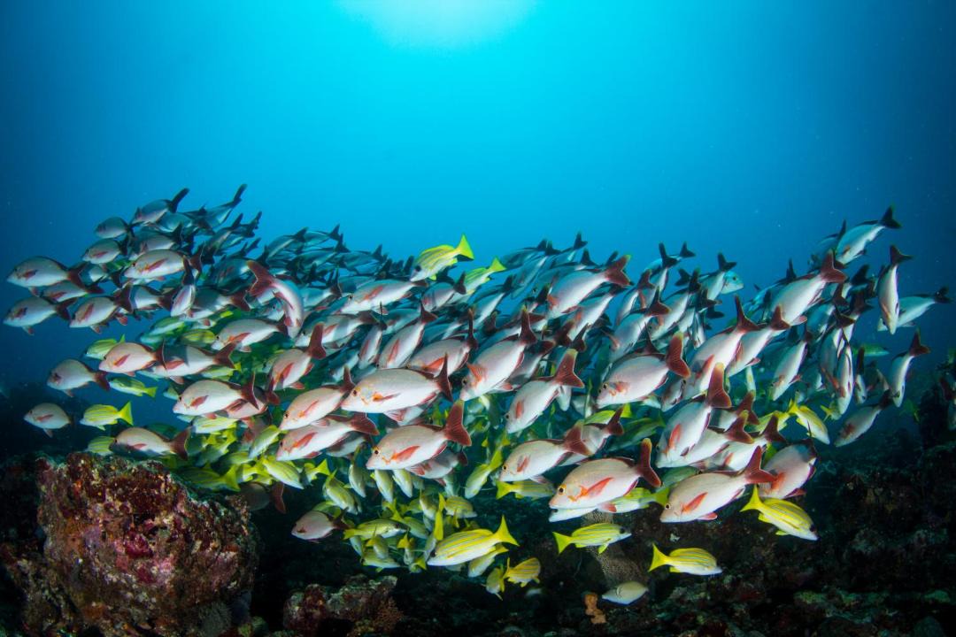Photo of Others in Dhigurah