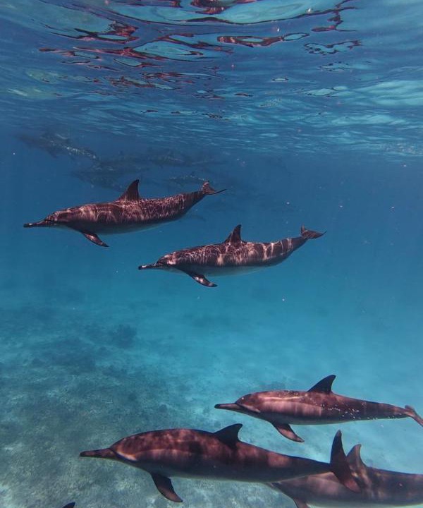 Photo of Others in Guraidhoo