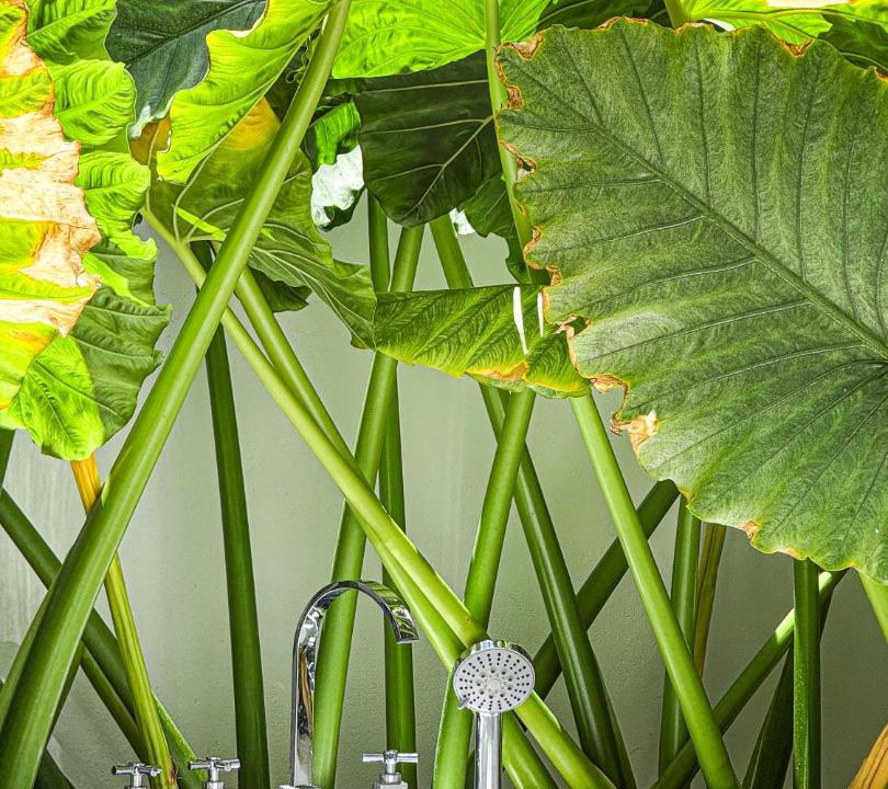 Photo of Bathroom in Thoddoo