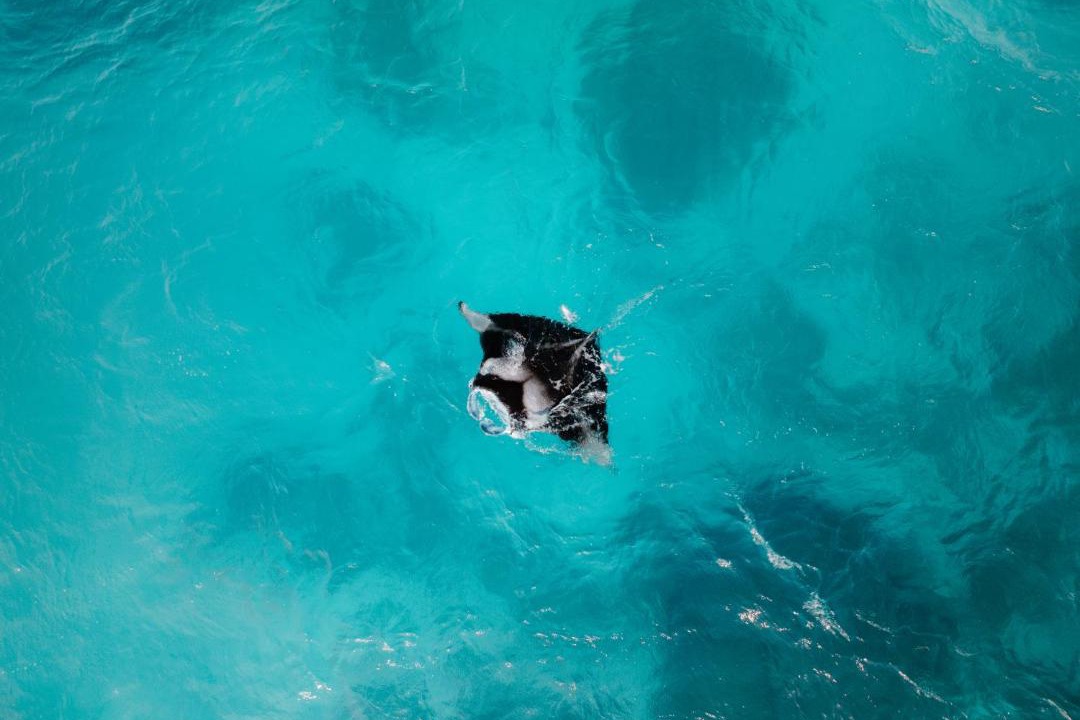 Photo of Others in Fulhadhoo