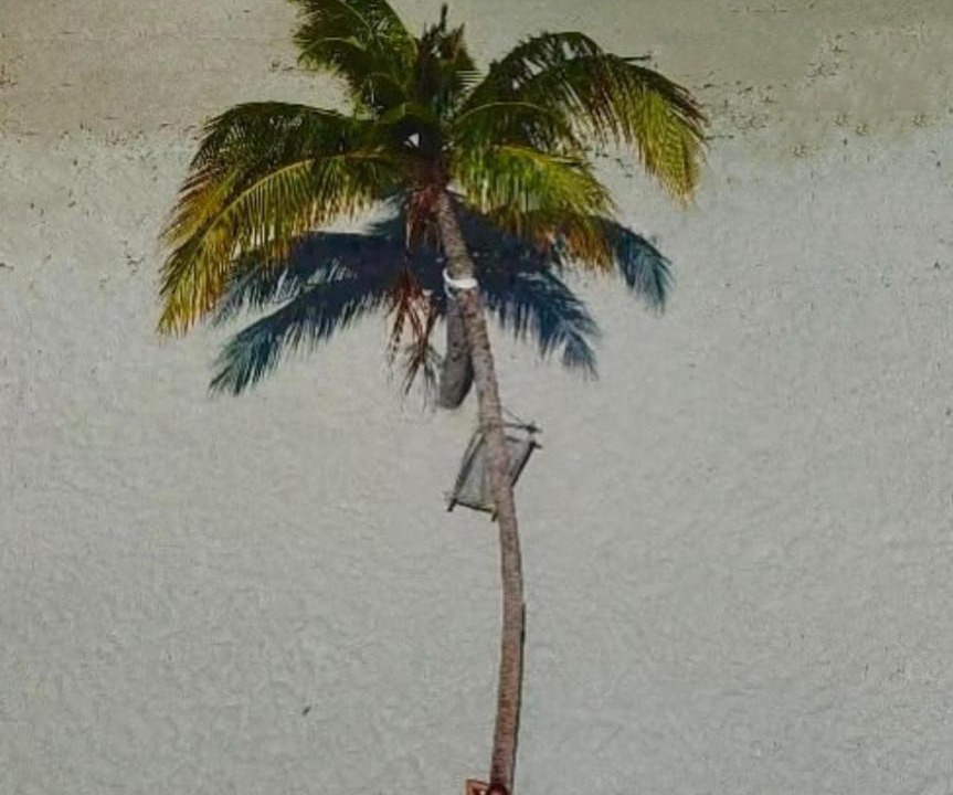 Photo of Others in Guraidhoo