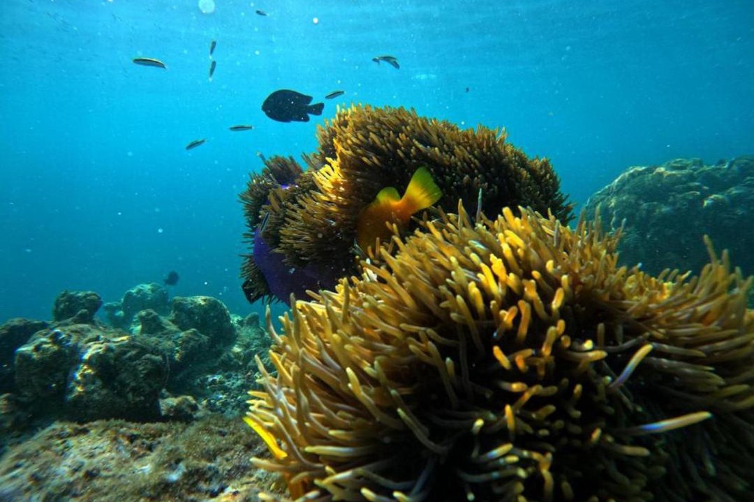 Photo of Others in Guraidhoo