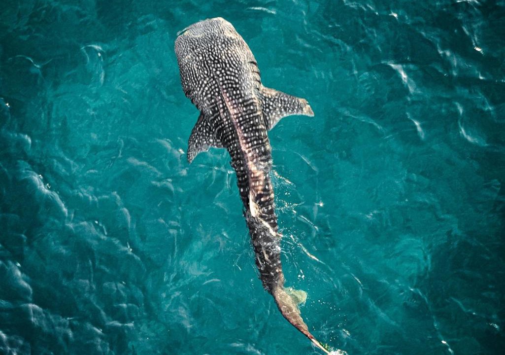 Photo of Human In Picture in Fenfushi