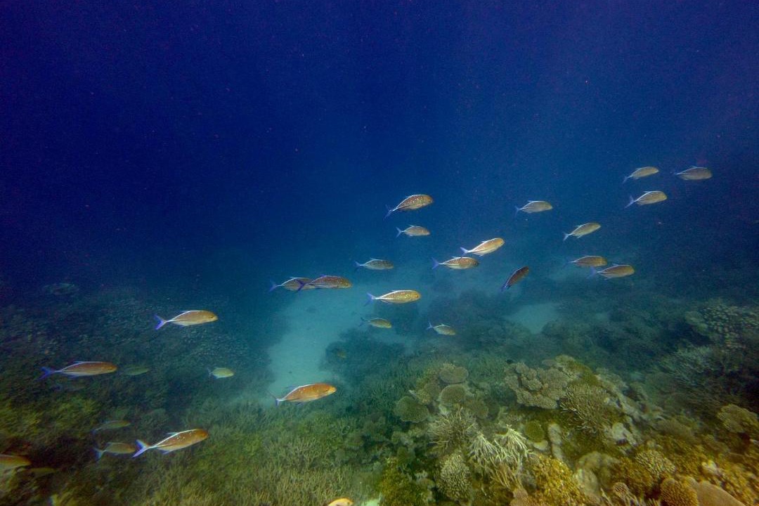 Photo of Others in Gaafu Alifu Atoll