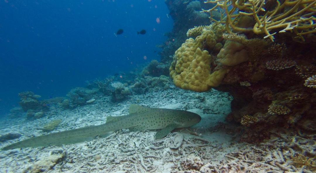 Photo of Others in Gaafu Alifu Atoll