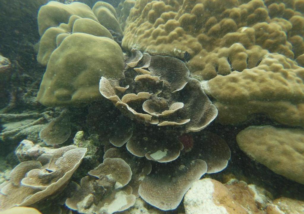Photo of Others in Gemanafushi