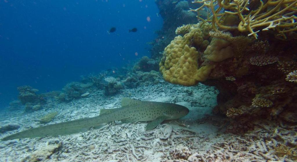 Photo of Others in Gemanafushi