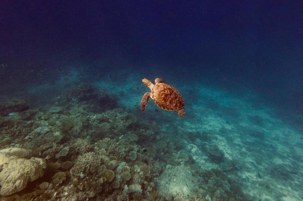 Photo of Human In Picture in Gemanafushi
