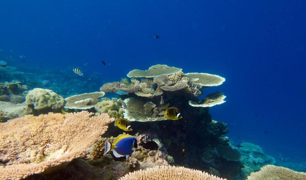 Photo of Others in Gemanafushi