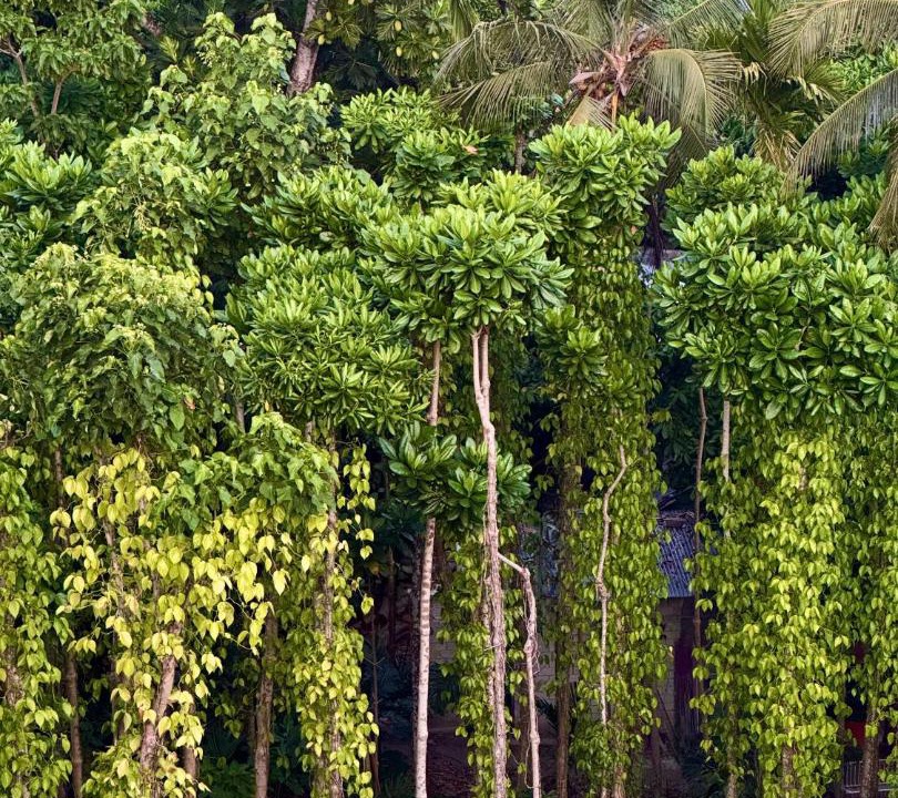 Photo of Others in Thoddoo