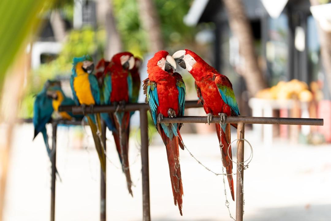 Photo of Others in Maafushi