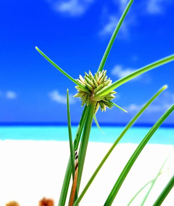 Photo of Outdoor in Hangnaameedhoo