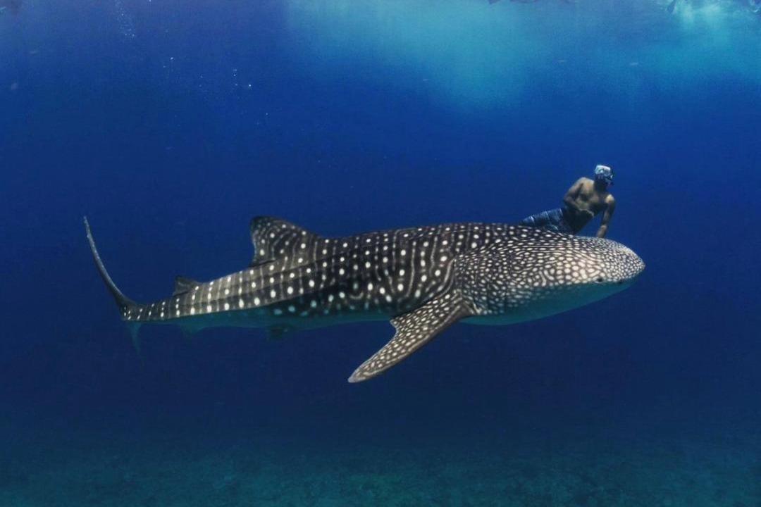 Photo of Human In Picture in Dhigurah