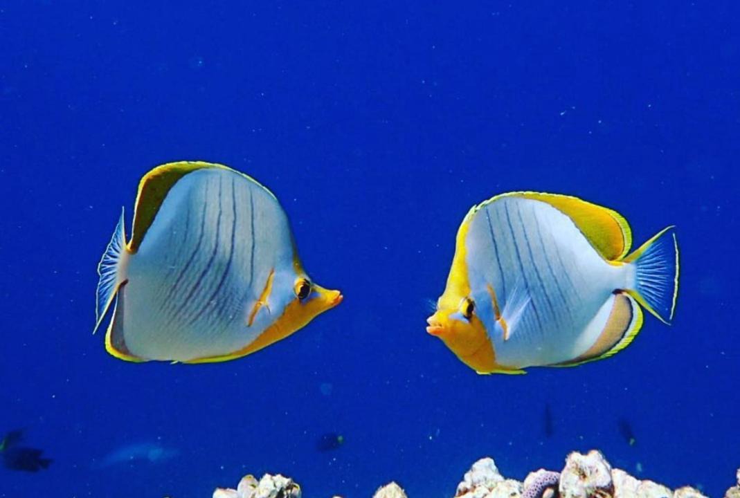 Photo of Others in Himandhoo