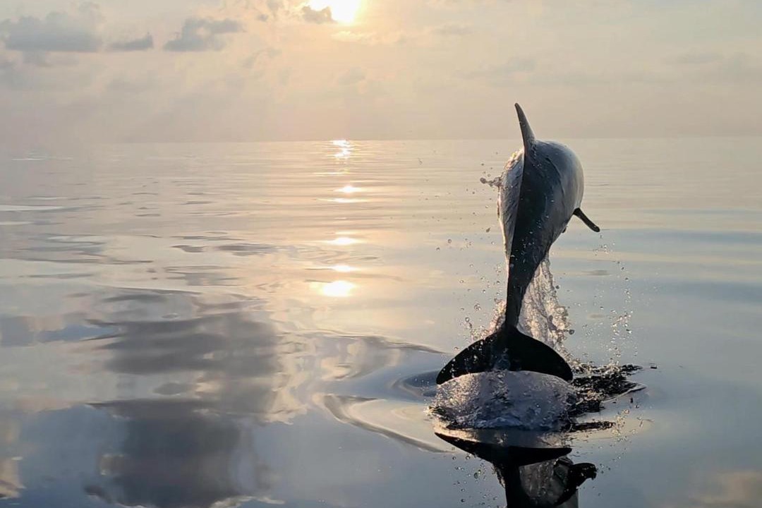 Photo of Others in Fulhadhoo