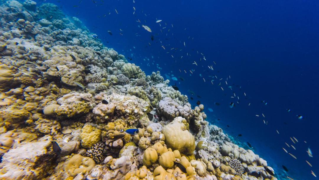 Photo of Others in Baa Atoll