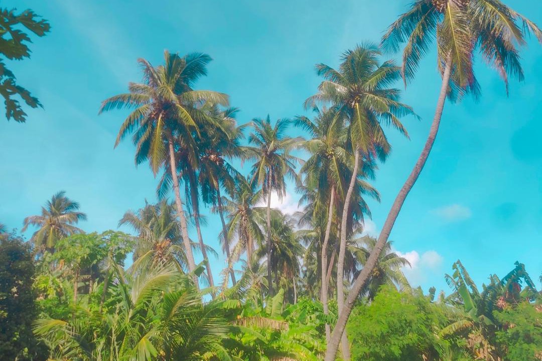 Photo of Others in Maamigili