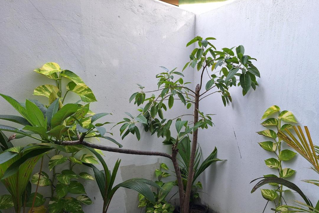 Photo of Others in Maalhos