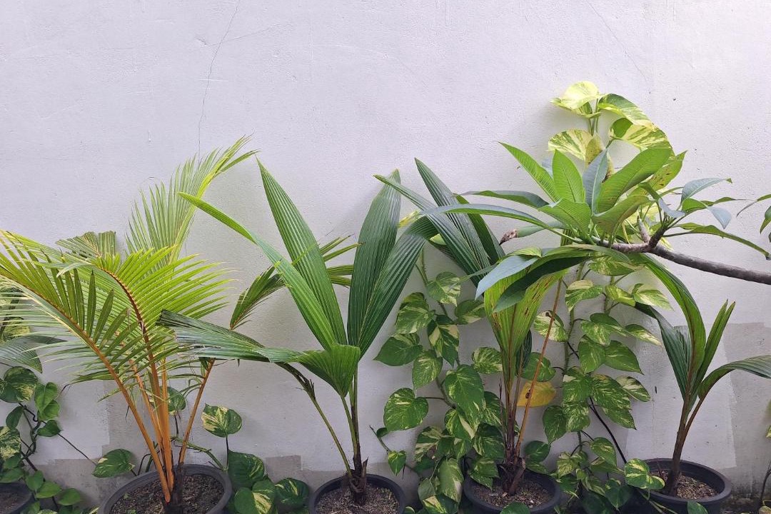 Photo of Others in Maalhos