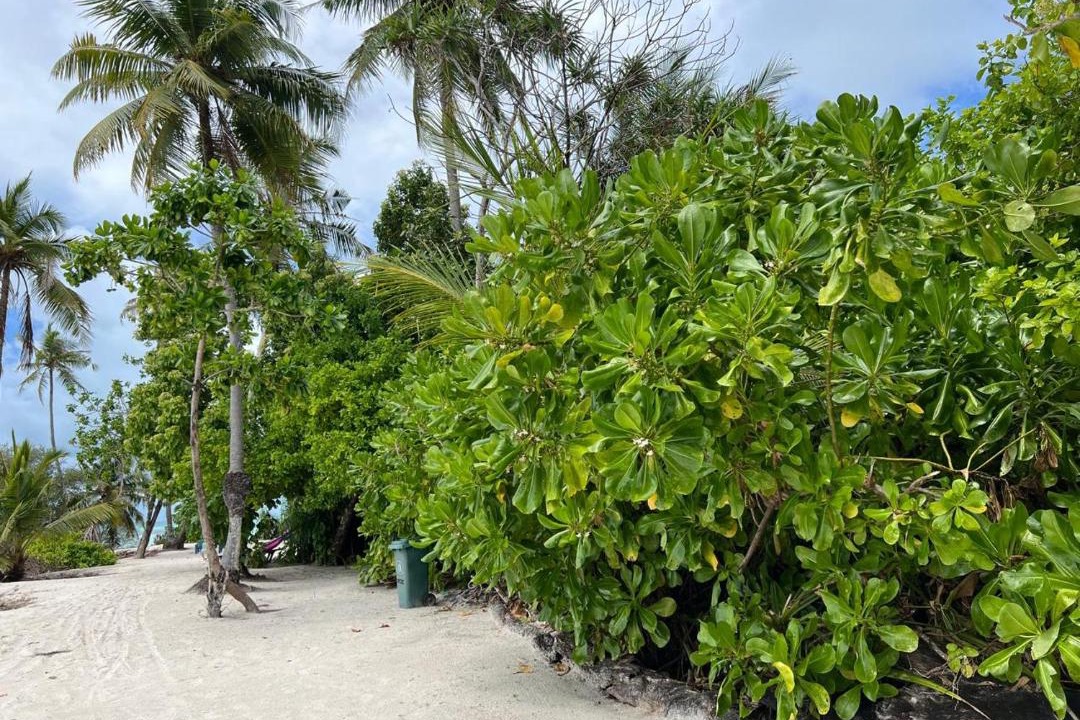 Photo of Others in Goidhoo