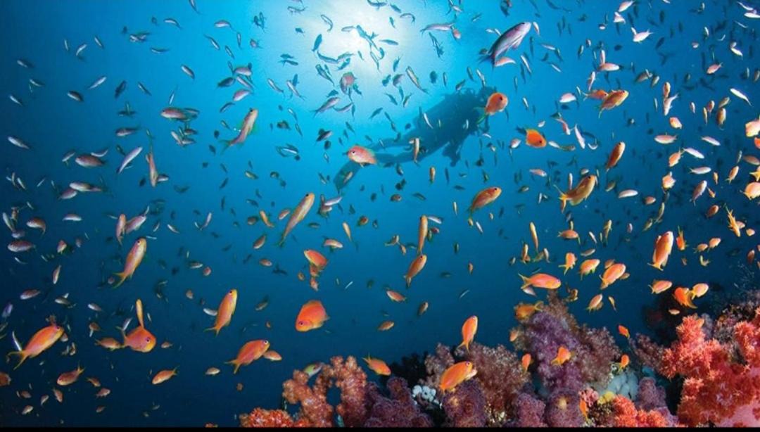 Photo of Others in Farukolhufushi Island