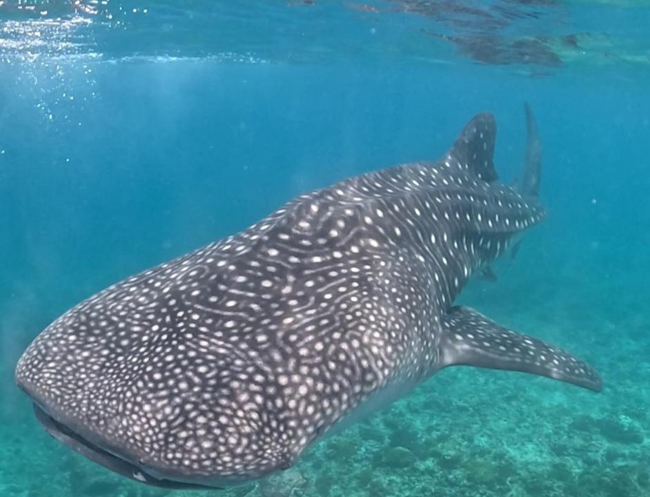 Photo of Others in Dhigurah