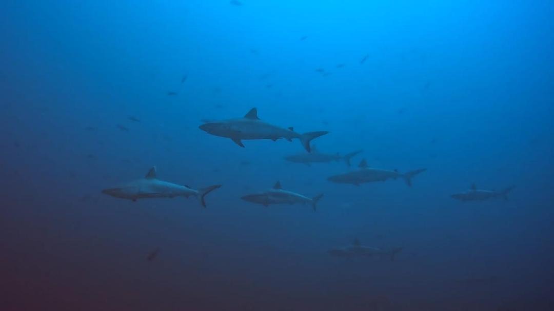 Photo of Others in Rasdhoo
