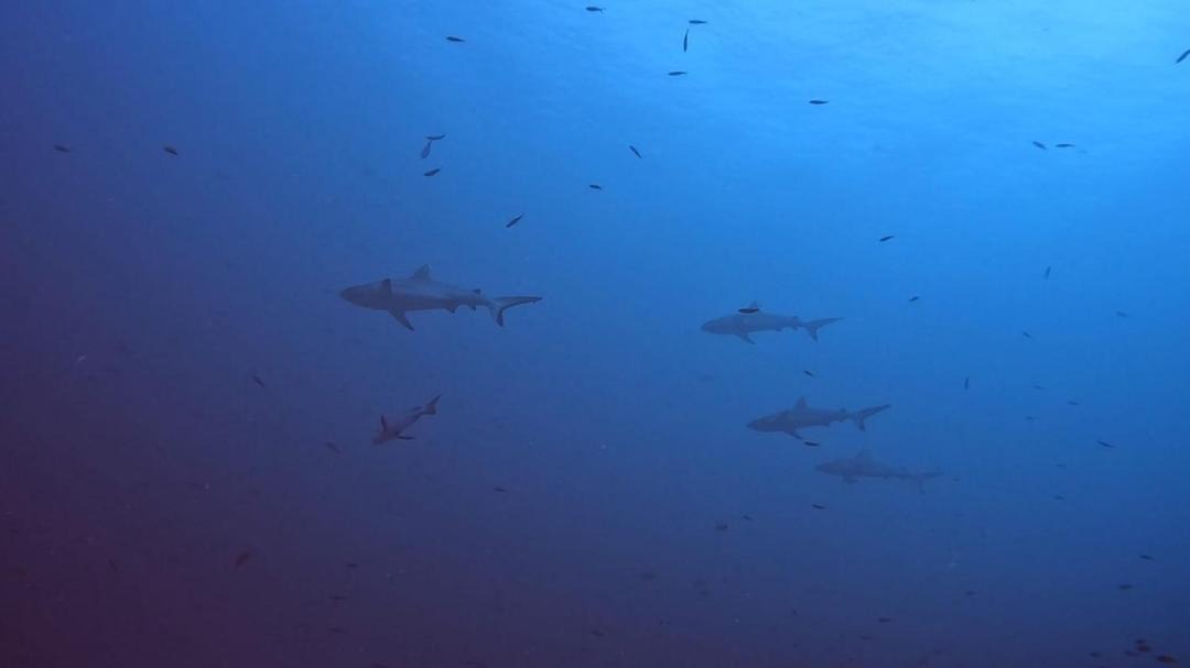 Photo of Others in Rasdhoo
