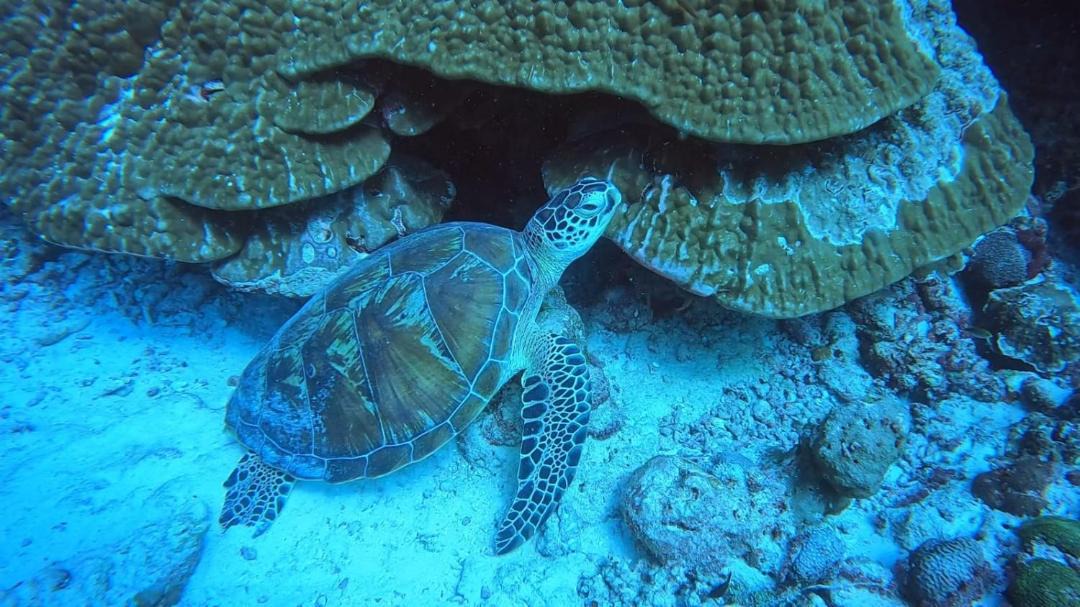 Photo of Others in Rasdhoo