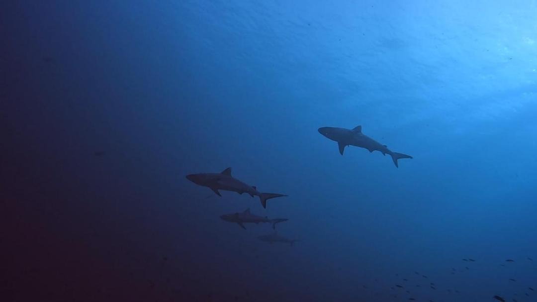 Photo of Others in Rasdhoo