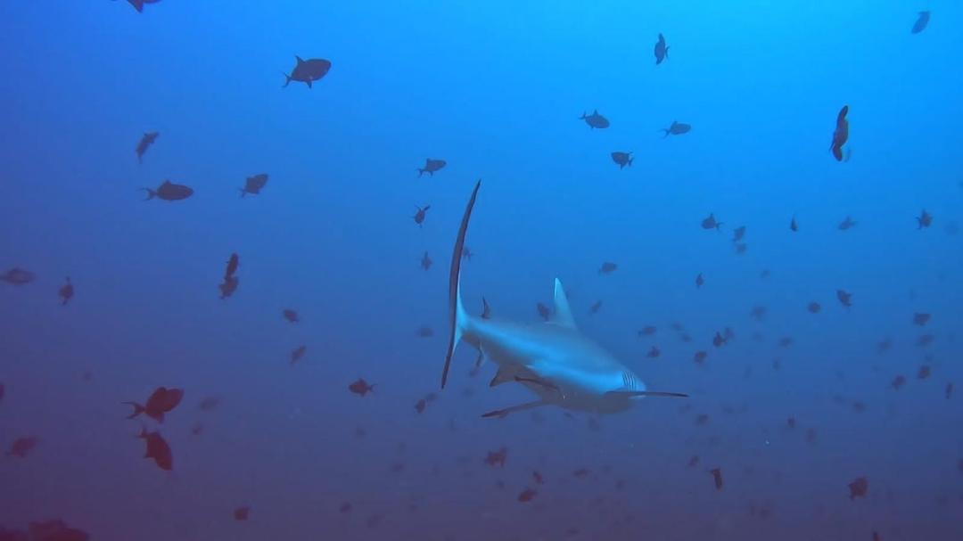 Photo of Others in Rasdhoo