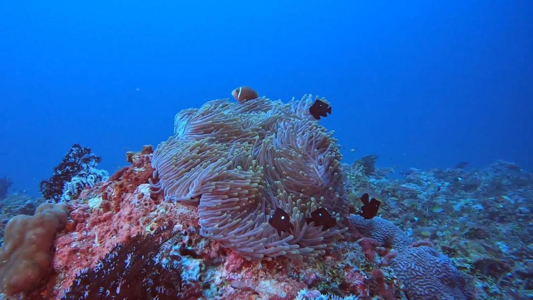 Photo of Others in Rasdhoo