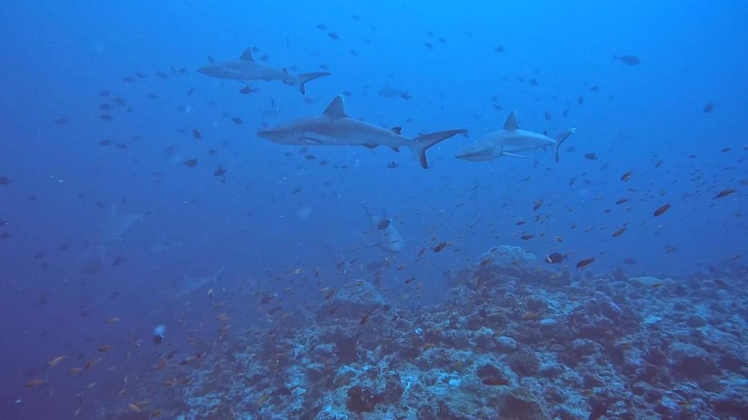 Photo of Others in Rasdhoo