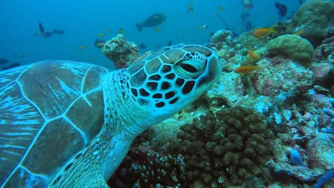 Photo of Others in Rasdhoo