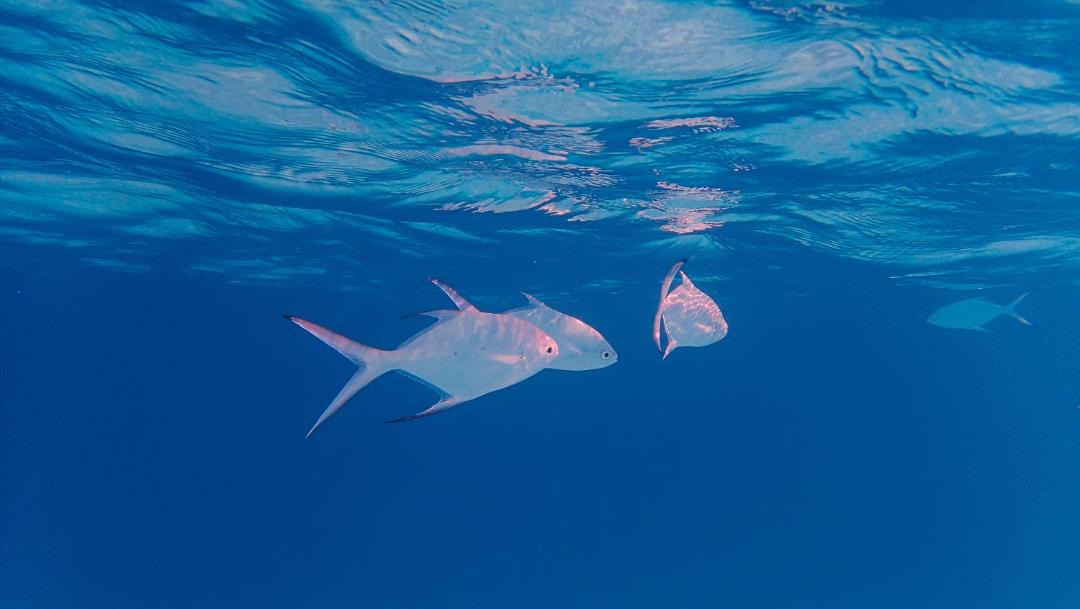 Photo of Others in Makunudu