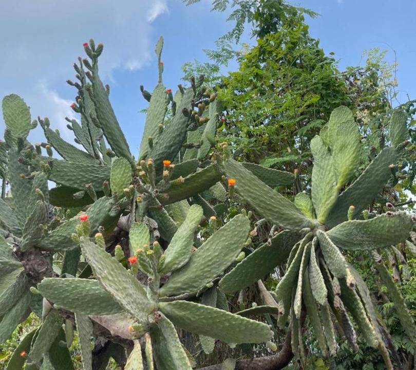 Photo of Outdoor in Haa Dhaalu Atoll