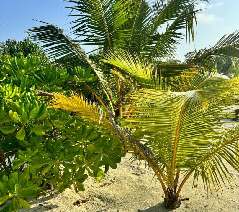 Photo of Others in Maamigili