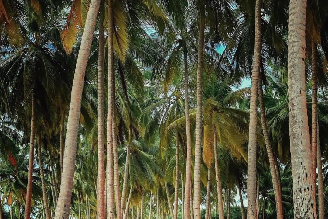 Photo of Others in Fuvahmulah