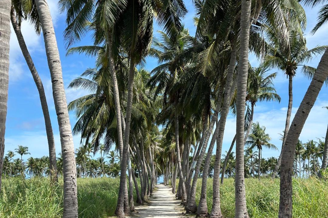 Photo of Others in Thoddoo
