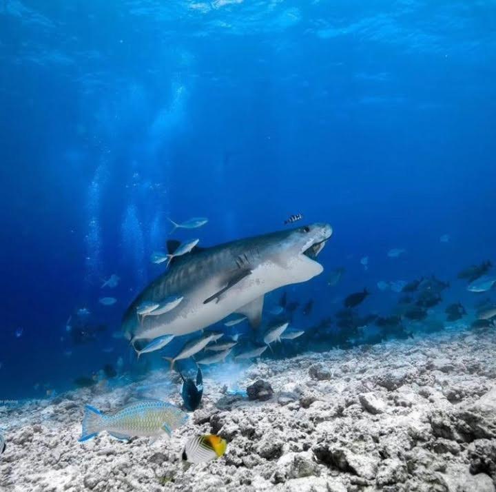 Photo of Others in Fuvahmulah