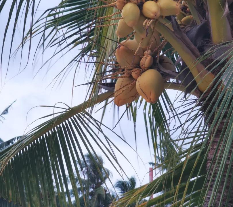 Photo of Others in Dhigurah